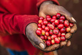 Celebrating International Coffee Day: Honoring the Journey of Coffee and Its Key Stakeholders Clone