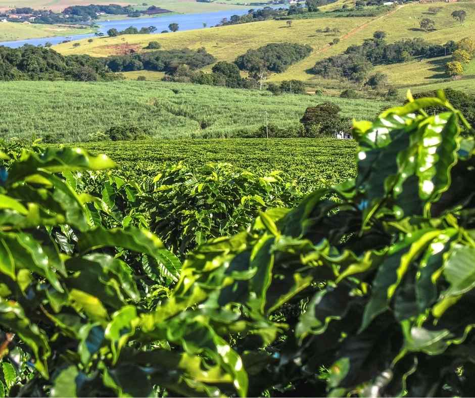 Coffee Culture in Kenya: Tradition, Transformation, and Taste