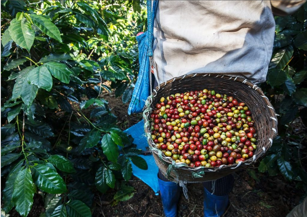 Celebrating International Coffee Day: Honoring the Journey of Coffee and Its Key Stakeholders