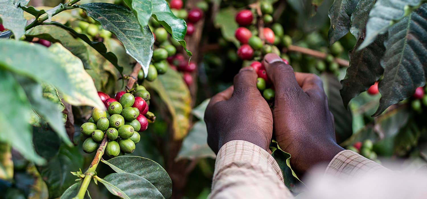 Nairobi Coffee Exchange